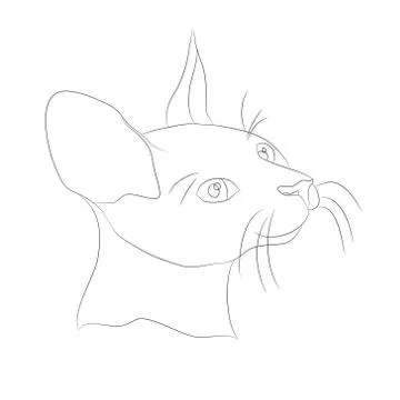 Cat portrait, lines, vector, Stock Illustration