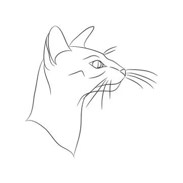 Cat portrait, lines, vector, Stock-Illustration