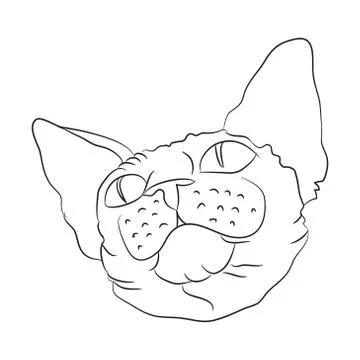 Cat portrait, lines, vector, Illustrazione stock
