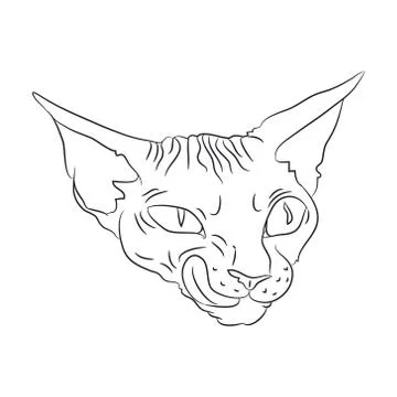Cat portrait, lines, vector, Stock Illustration
