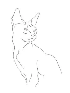 Cat portrait, lines, vector, Stock Illustration