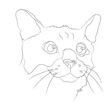 Cat portrait, lines, vector, Illustrazione stock