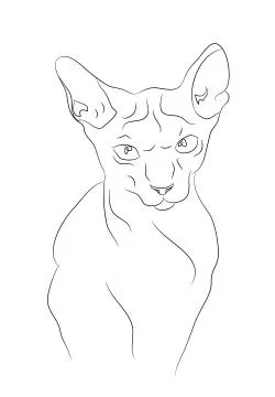 Cat portrait, lines, vector, Stock Illustration