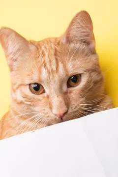 Cat portrait looking in camera, vertical. Place for text Stock Photos