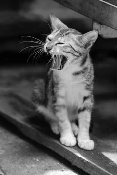 Cat Portrait in monchrome Stock Photos