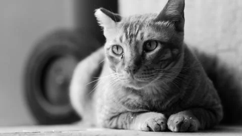 Cat Portrait in monchrome Stock Photos
