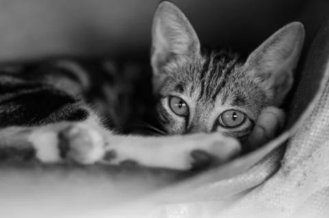 Cat Portrait in monchrome Stock Photos
