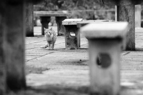 Cat Portrait in monchrome Stock Photos