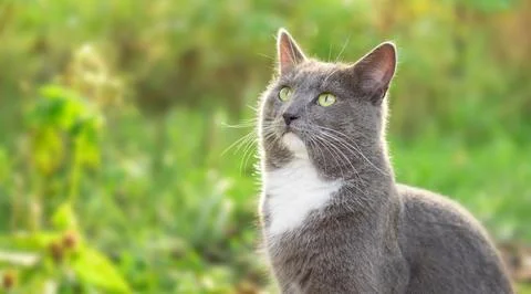 Cat Portrait. Muzzle Close-Up. Graceful Gray Cat walking on green grass meado Stock Photos