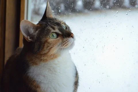 Cat portrait next to the window Stock Photos