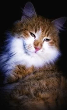 Cat portrait Stock Photos