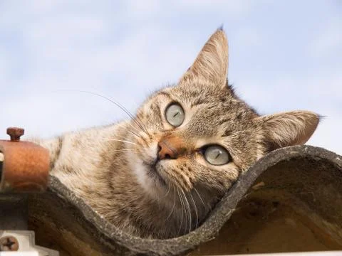 Cat portrait Stock Photos