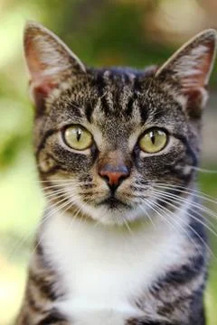 Cat portrait Stock Photos
