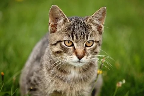 Cat portrait Stock Photos