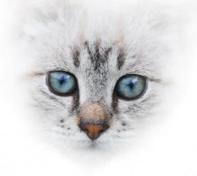 Cat portrait Stock Photos