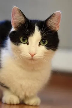 Cat Portrait Stock Photos