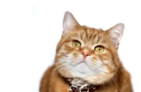 Cat portrait Stock Photos