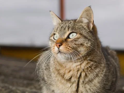 Cat portrait Stock Photos