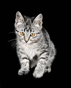 Cat portrait Stock Photos