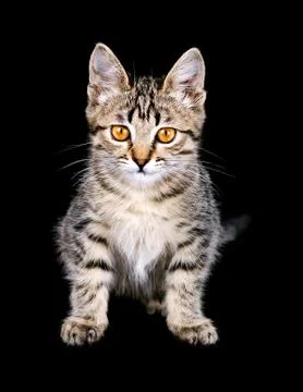 Cat portrait Stock Photos