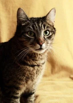 Cat portrait Stock Photos
