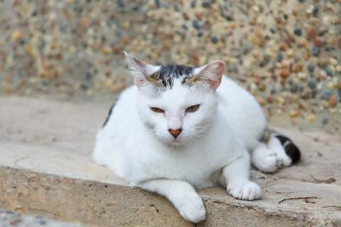 A cat portrait Stock Photos