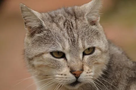 Cat portrait 스톡 사진