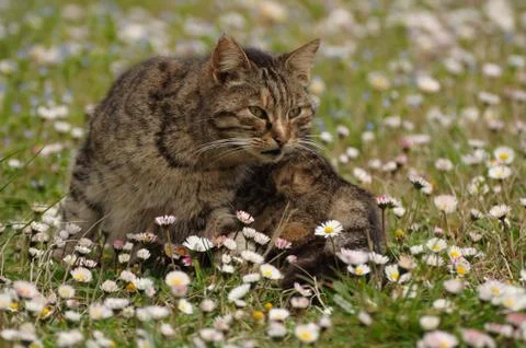 Cat portrait 스톡 사진