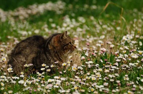 Cat portrait Stock Photos