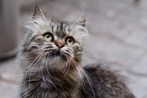Cat portrait Foto stock