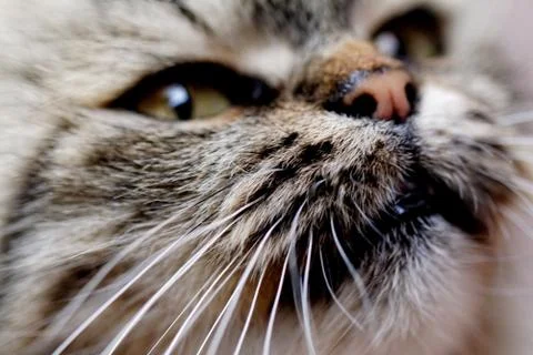 Cat portrait Stock Photos