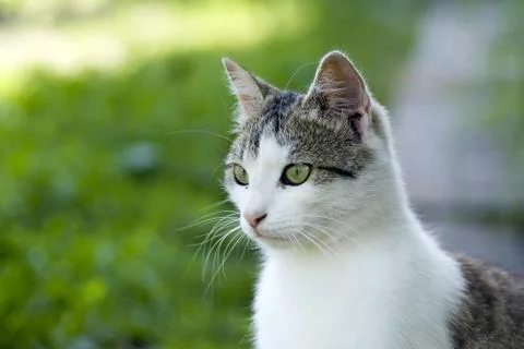 CAT PORTRAIT Stock Photos