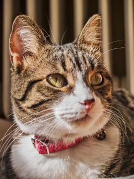 Cat portrait Stock Photos