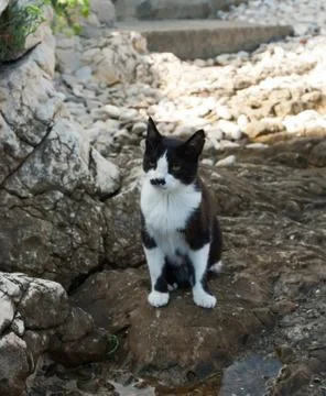 Cat portrait Stock Photos