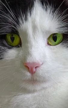 Cat portrait Stock Photos