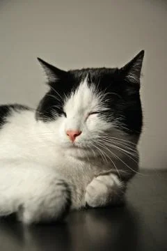 Cat portrait Stock Photos