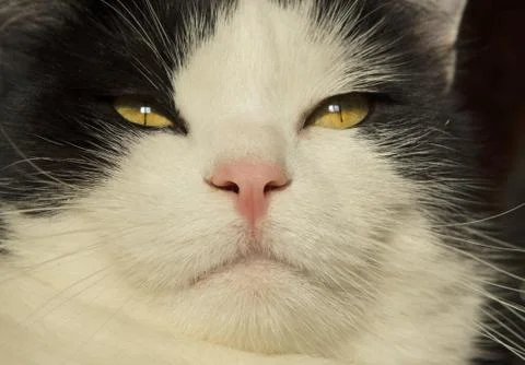 Cat portrait Stock Photos