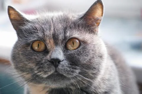 Cat portrait Stock Photos