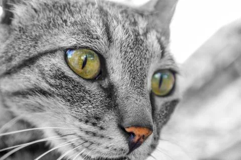 Cat portrait Stock-Fotos