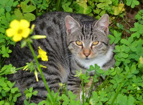 Cat portrait Stock Photos