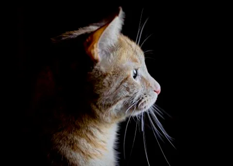 Cat portrait Stock Photos