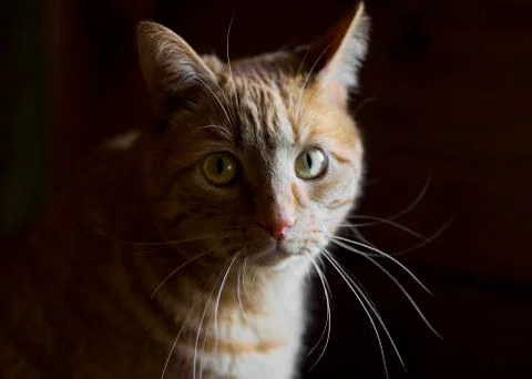 Cat portrait Stock Photos