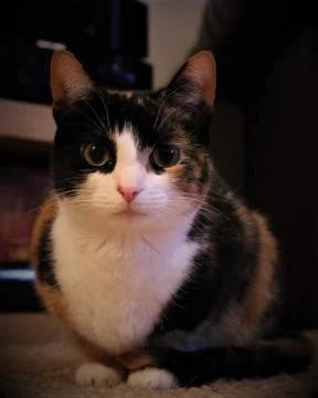 Cat Portrait Stock Photos