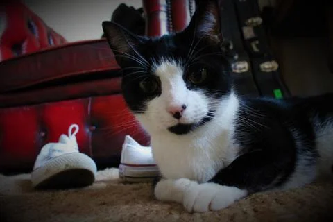 Cat Portrait Stock Photos