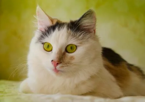 Cat Portrait Stock Photos