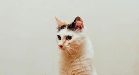 Cat Portrait Stock Photos