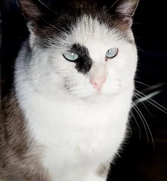 Cat - Portrait 스톡 사진