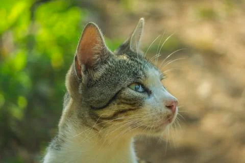Cat Portrait Stock Photos