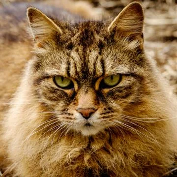 Cat portrait Stock Photos