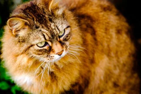 Cat portrait Stock Photos